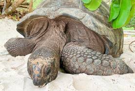 Seychelles